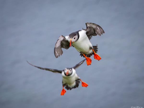 Mull circumnavigation cruise, Scotland