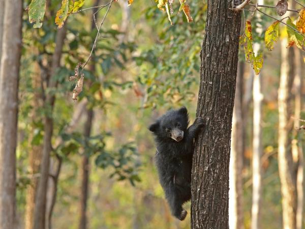 Luxury wildlife holiday in India