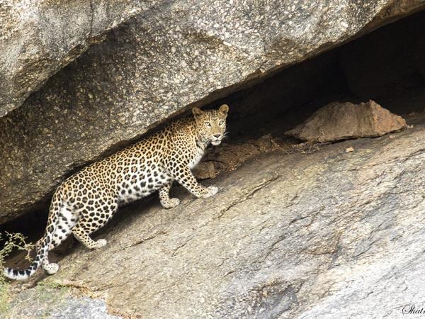 Luxury wildlife holiday in India