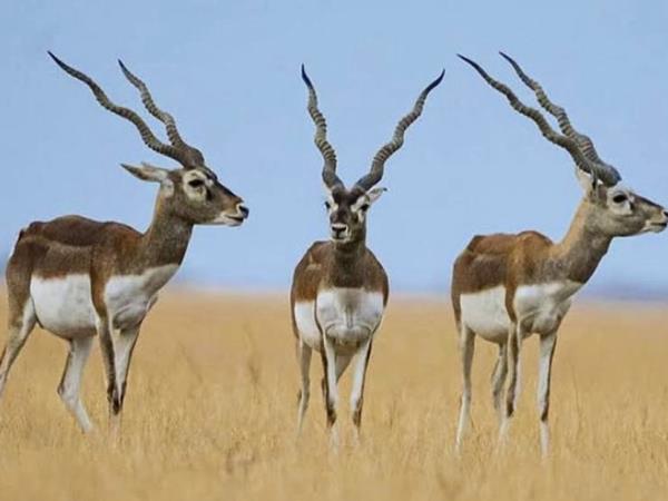 Luxury wildlife holiday in India