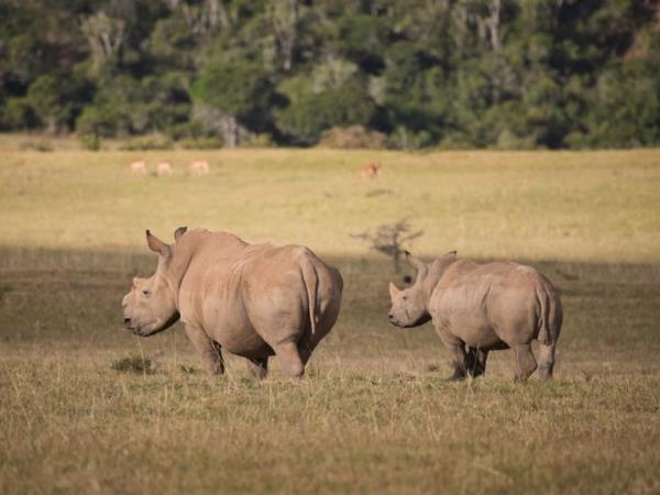 South Africa volunteering with the big five