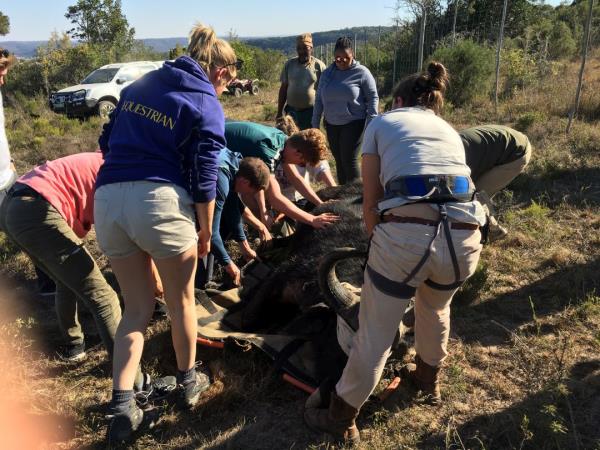 South Africa volunteering with the big five