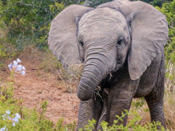 South Africa volunteering with the big five