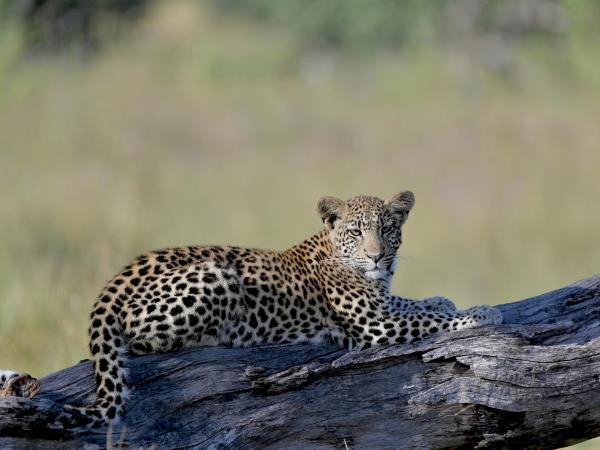 Botswana Delta and Kalahari Luxury safari for families