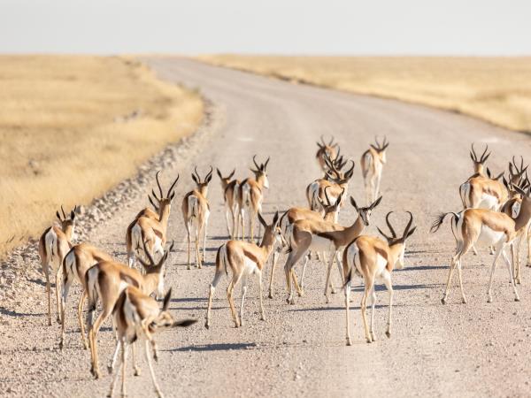 Namibia highlights self drive