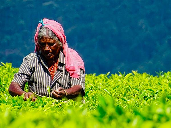 Kerala highlights 14 day tour