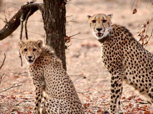 Malawi conservation research experience