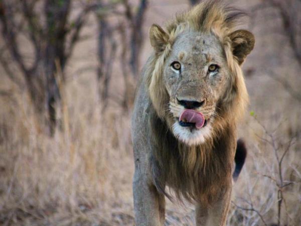 Malawi conservation research experience