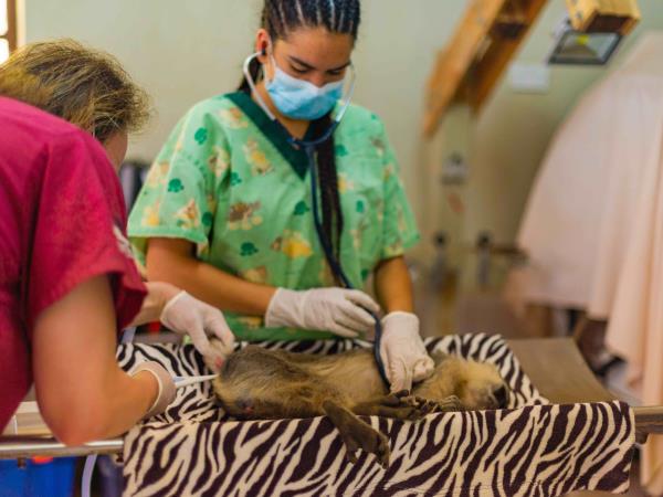 Intensive veterinary course, Malawi