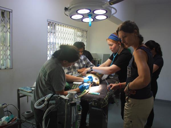Veterinary medicine course, Malawi