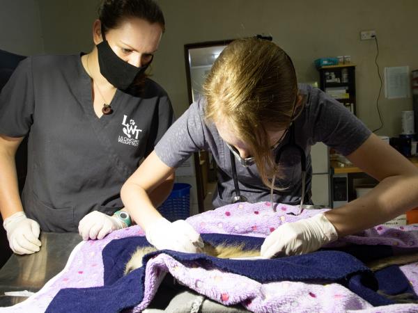 Veterinary medicine course, Malawi