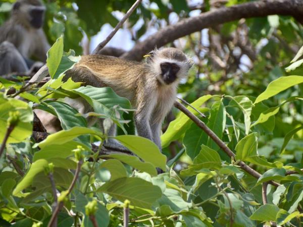 Student research placement in Malawi