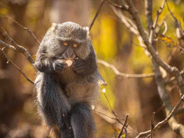 Malawi wildlife sanctuary volunteering vacation