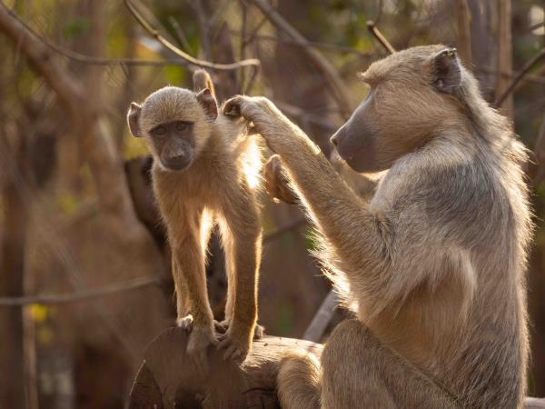 Malawi wildlife sanctuary volunteering vacation