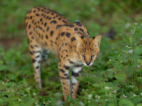 Malawi wildlife sanctuary volunteering vacation Responsible Travel