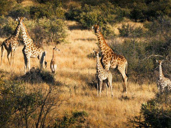 Namibia luxury fly-in safari