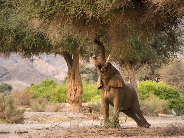 Namibia luxury fly-in safari