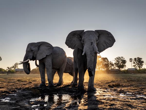 Botswana family safari vacation
