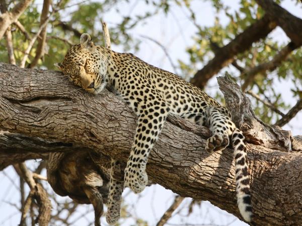 Northern Namibia and Botswana self drive safari