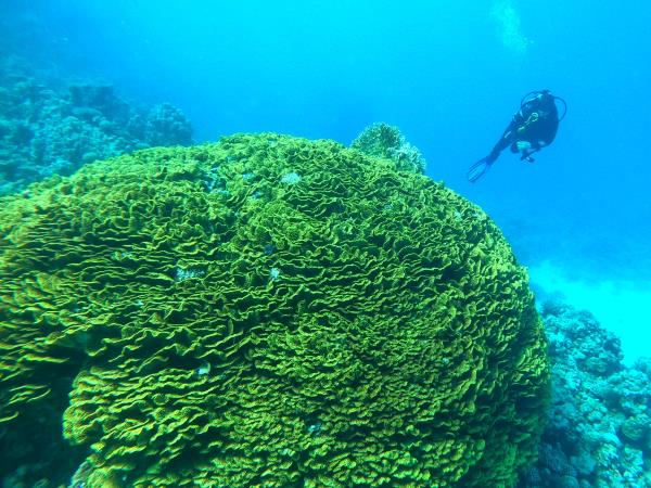 Dahab diving vacations in the Red Sea