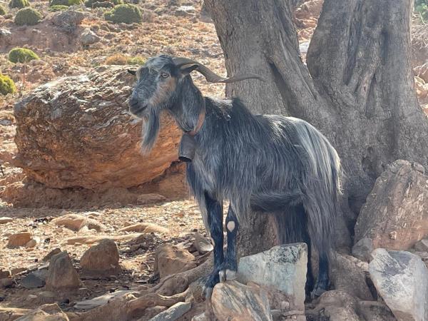 Easy walking vacation in Crete
