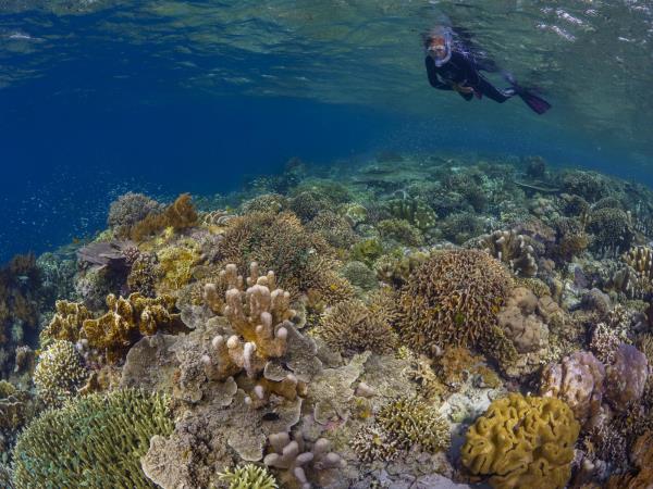 Halmahera snorkeling holiday in Indonesia