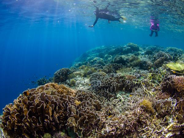Southern Raja Ampat snorkelling vacation, Indonesia