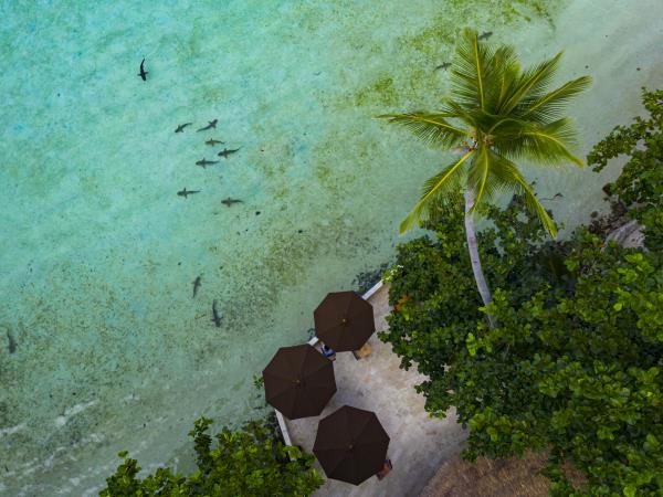 Southern Raja Ampat snorkelling vacation, Indonesia