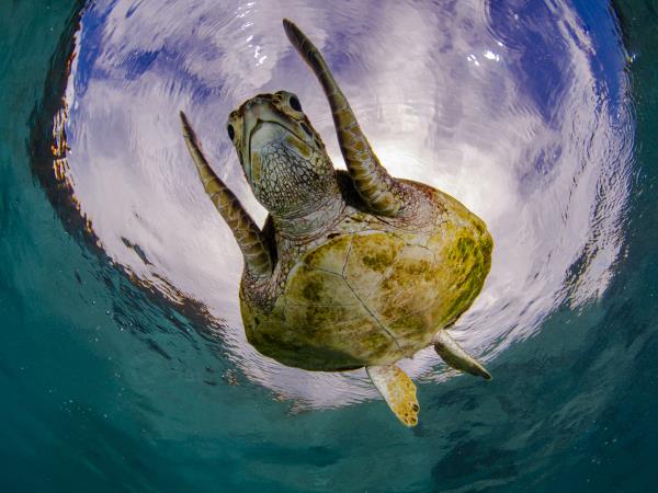 Southern Raja Ampat snorkelling vacation, Indonesia