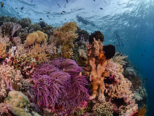 Raja Ampat & Wakatobi snorkeling vacation