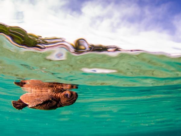 North Sulawesi and Raja Ampat snorkel safari