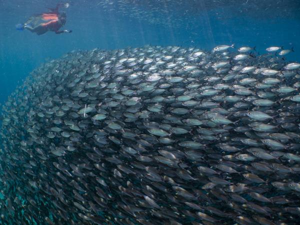 North Sulawesi and Raja Ampat snorkel safari