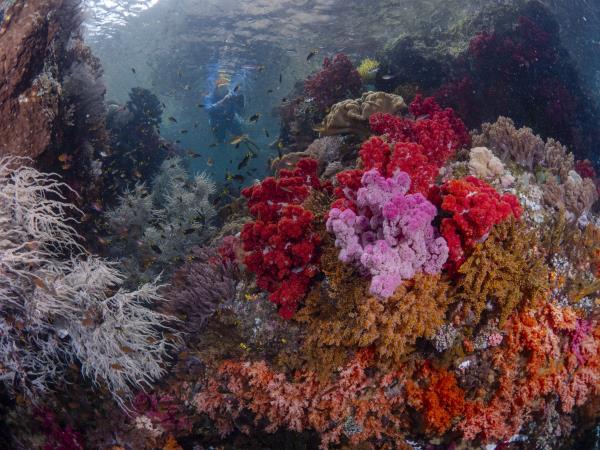 Snorkeling vacation in Triton Bay & Raja Ampat