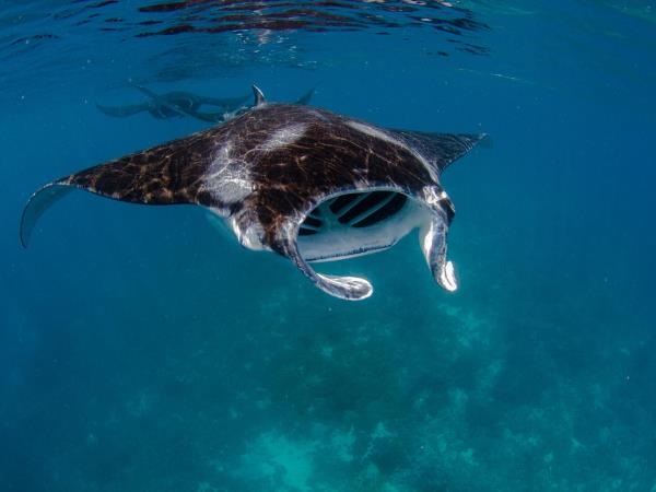 Snorkeling vacation in Triton Bay & Raja Ampat