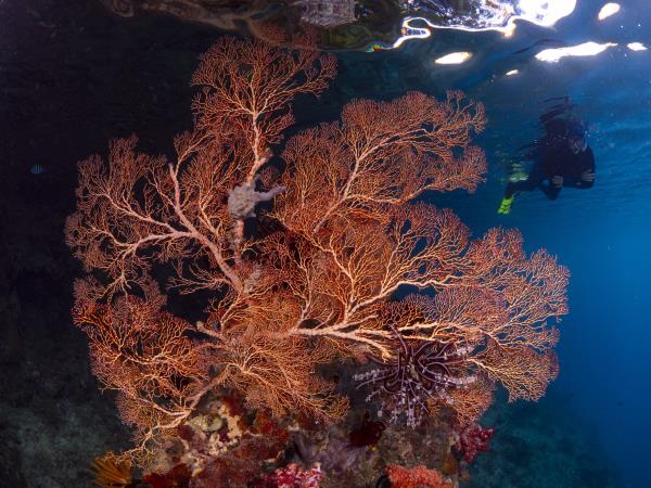 Snorkeling vacation in Triton Bay & Raja Ampat