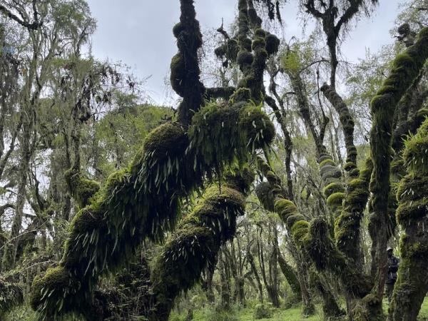4 day primate and cultural tour, Rwanda