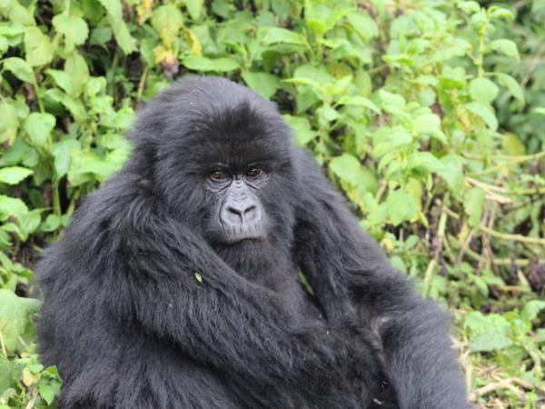 Rwanda primate vacation, 6 days