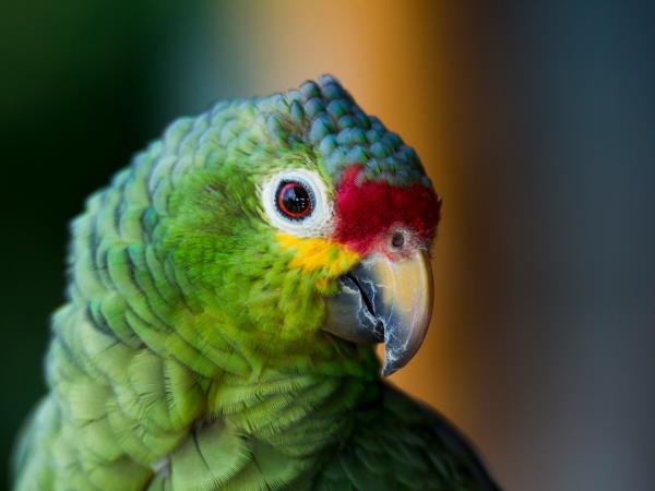 Panama and Costa Rica slow travel vacation