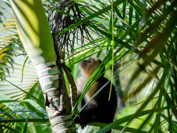 Panama and Costa Rica slow travel vacation