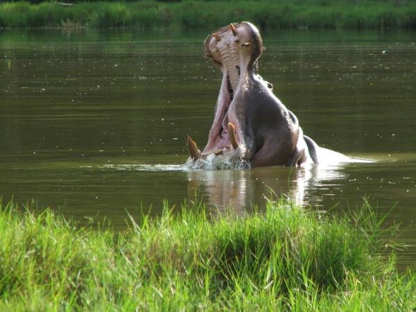 Kenya wildlife volunteering vacation