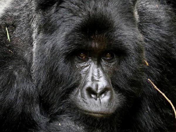 Uganda wildlife and conservation tour