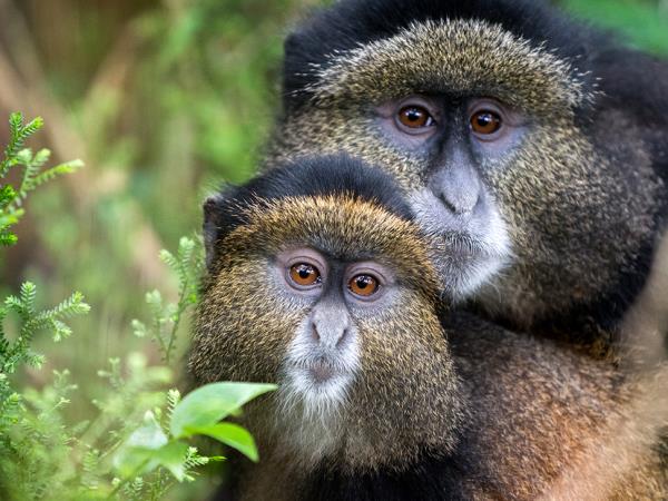 Uganda wildlife and conservation tour
