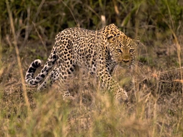 Uganda wildlife and conservation tour