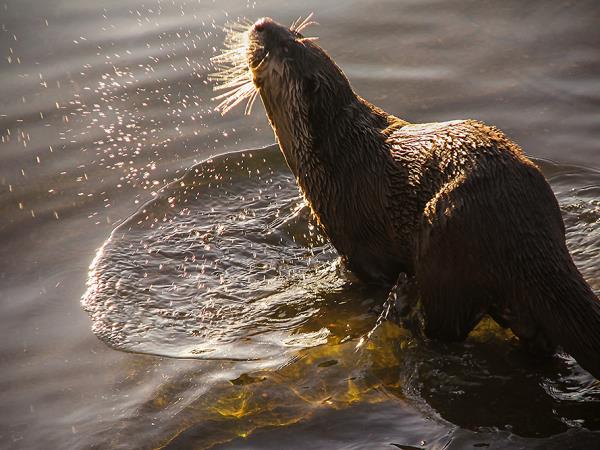 Uganda wildlife and conservation tour