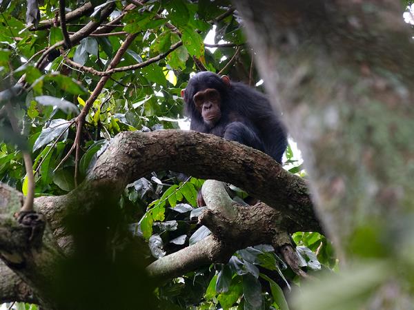 Uganda wildlife and conservation tour