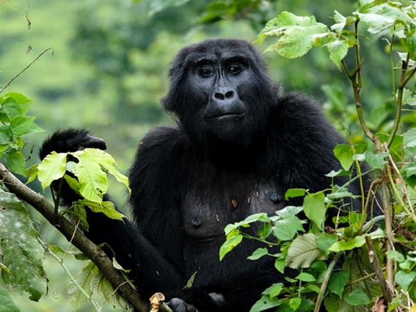 Uganda wildlife and conservation tour