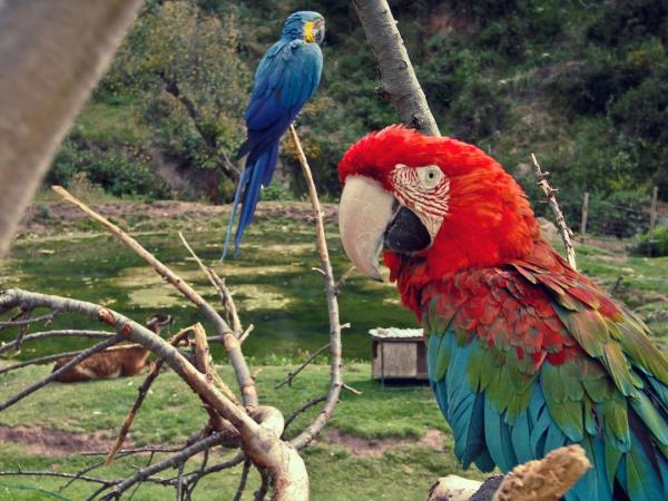 Machu Picchu and Amazon vacation, Peru