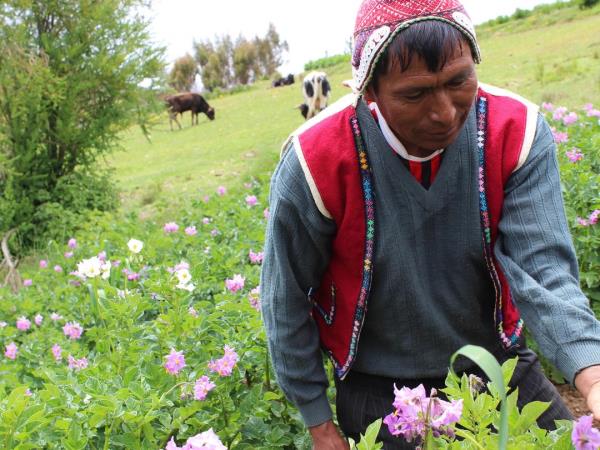 Machu Picchu and Amazon vacation, Peru