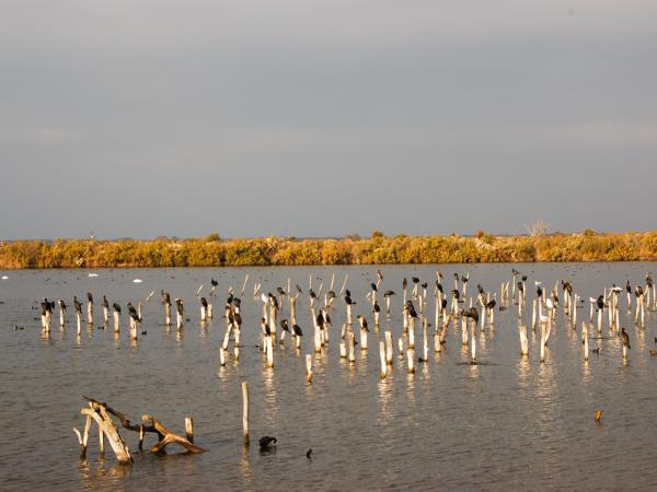 Arcachon Bay biking tour, France