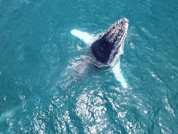 Costa Rica wildlife & wilderness tour